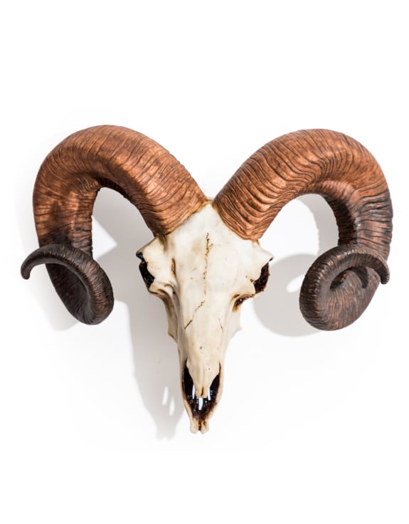 Natural Ram Skull Wall Head